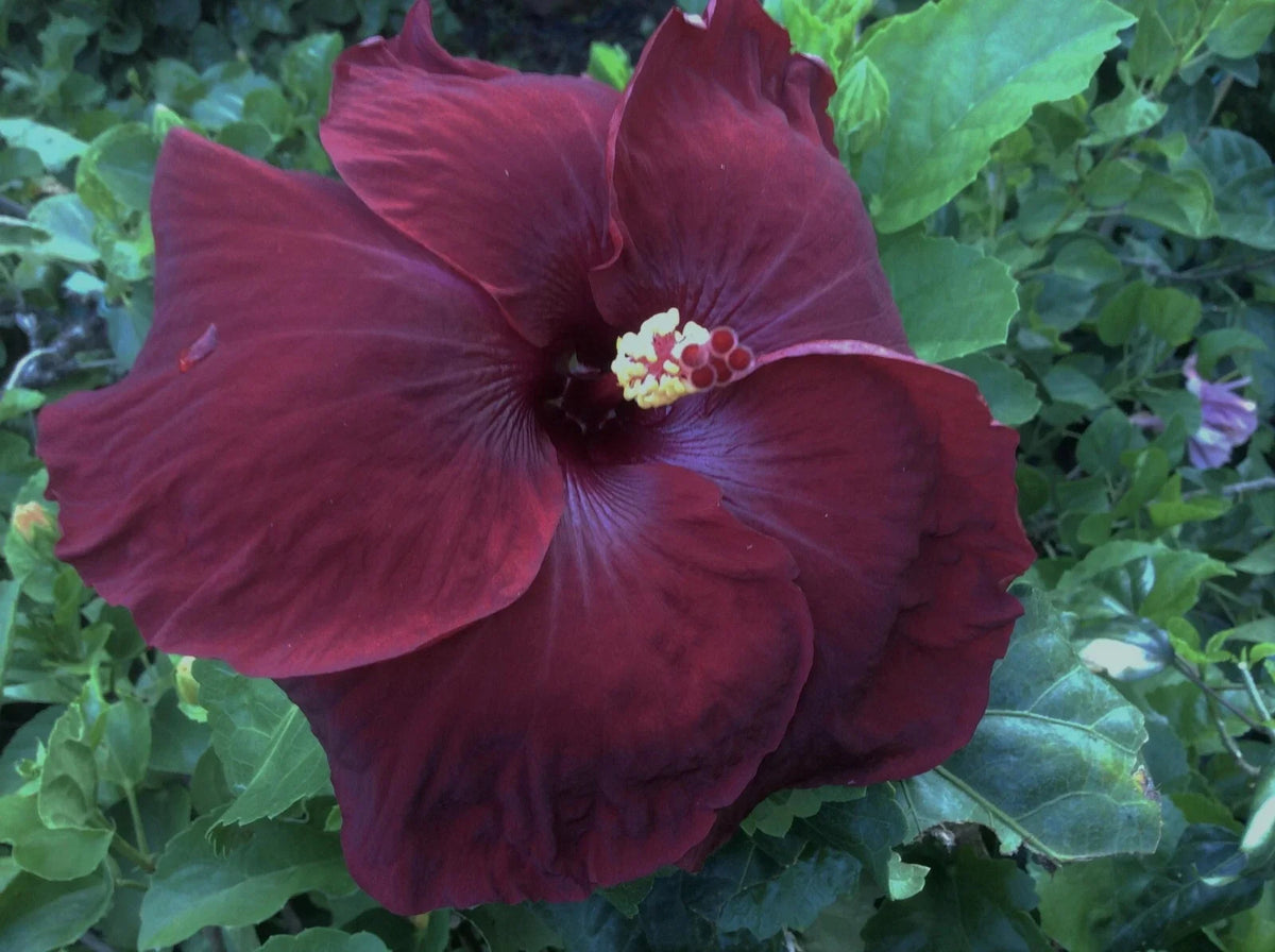 Rare Hibiscus Cuttings - 3 Unrooted Black Baron Cuttings - Hibiscus acetosella - Exotic Dark Foliage & Red Flowers