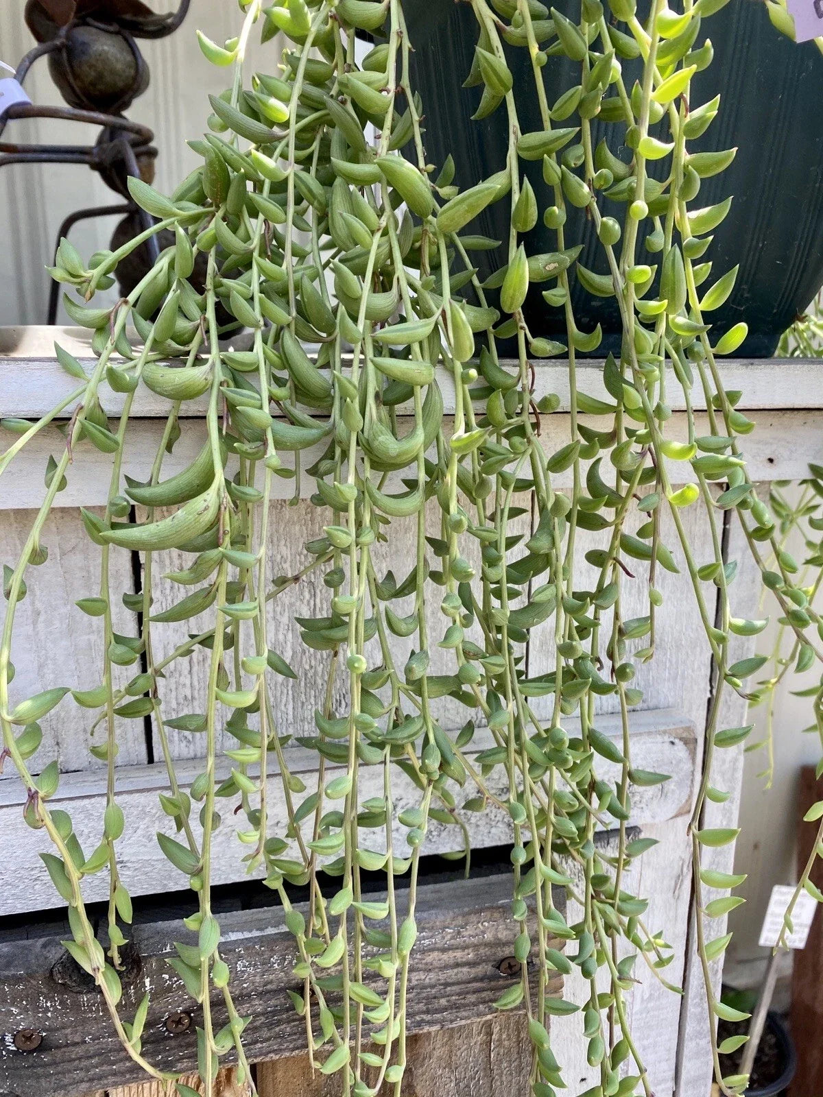 Organic String of Bananas Cuttings - 15 Pack - Senecio Radicans - Easy Care Succulent for Indoor and Outdoor Gardens
