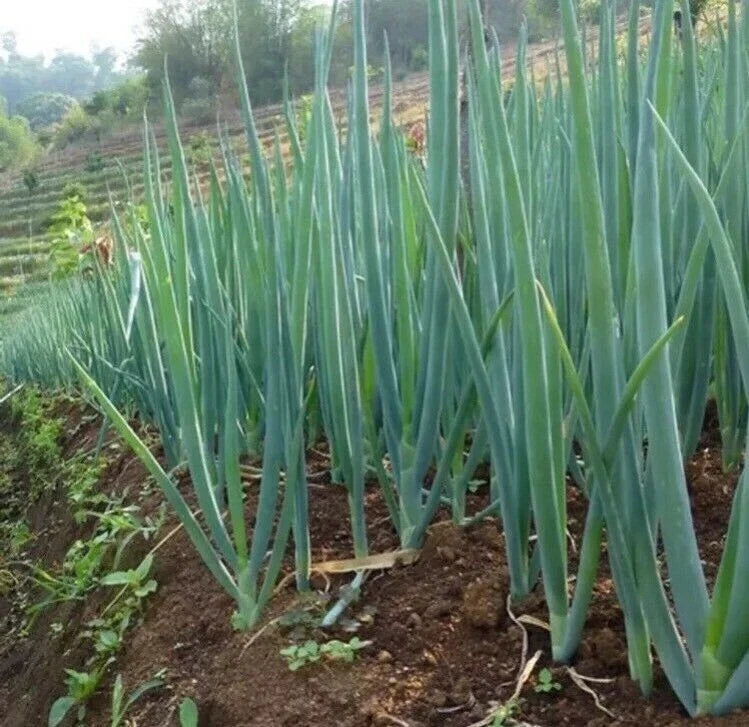 White Lisbon Scallion Seeds - 50 Seeds - Green Bunching Onion - Allium fistulosum - USA Sellers