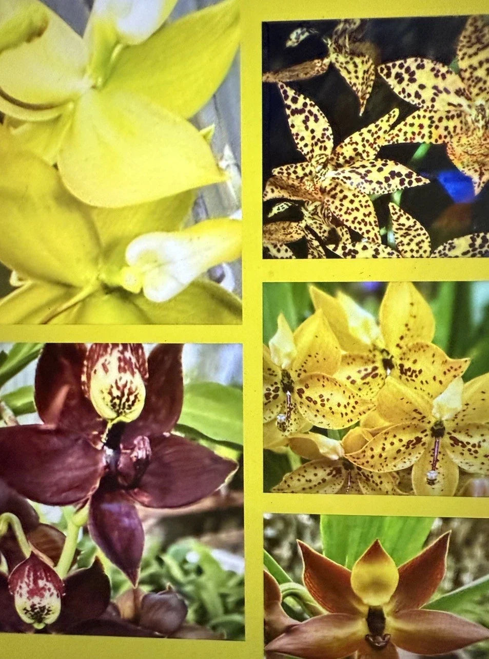 Cyc Orchid Plants Bare Root Small Bulb - Custom Varieties Cycnoches spp. for Home and Garden - Ideal for Orchid Lovers