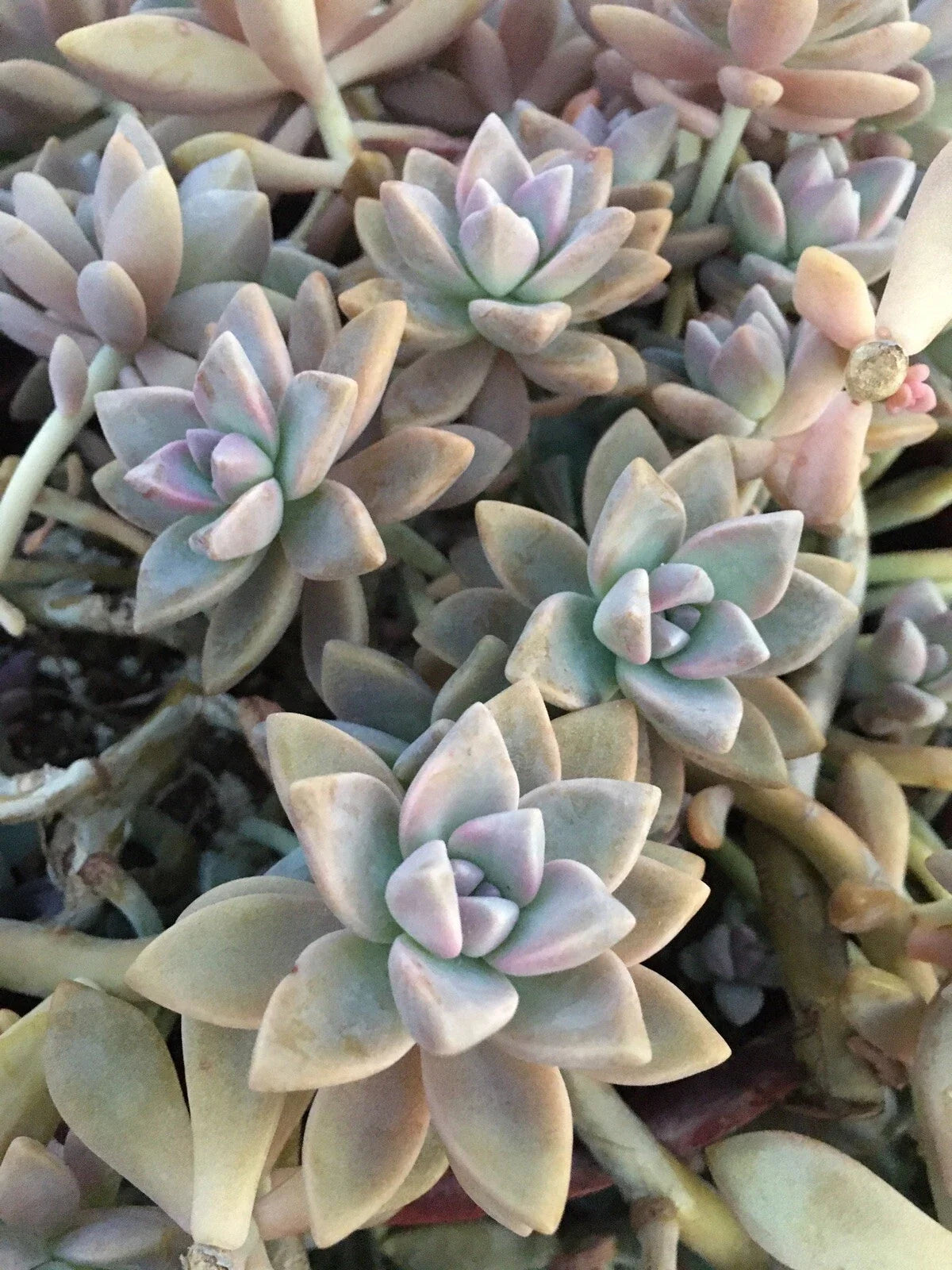 Graptopetalum Paraguayense Ghost Plant Cuttings - 3 Healthy Succulent Stem Cuttings for Easy Propagation