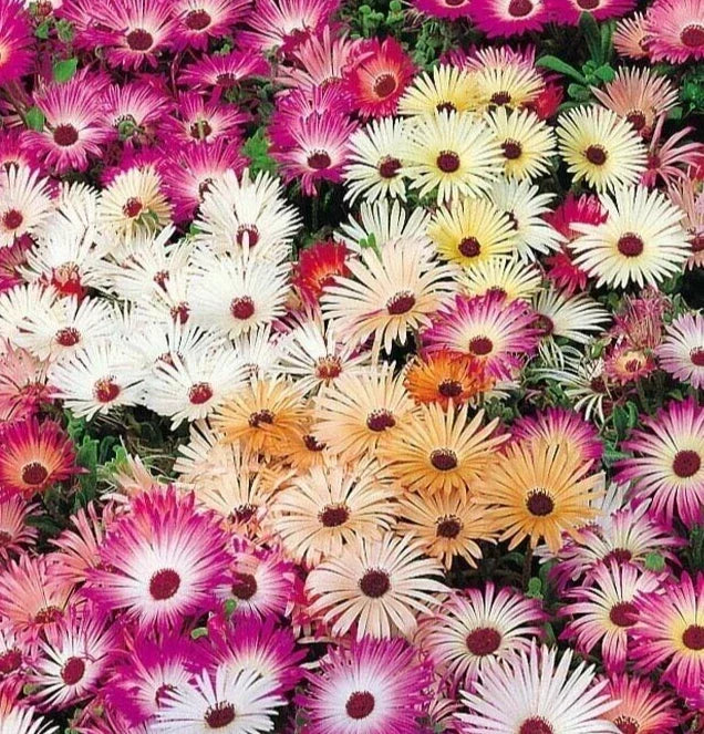 Ice Plant Flower Seeds 4000+ Mixed Colors - Delosperma cooperi - Annual Fig Marigold for Vibrant Garden Blooms