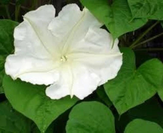 Moonflower Vine Seeds, 12 Seeds, White Flowers, Ipomoea alba, Perfect for Night Gardens