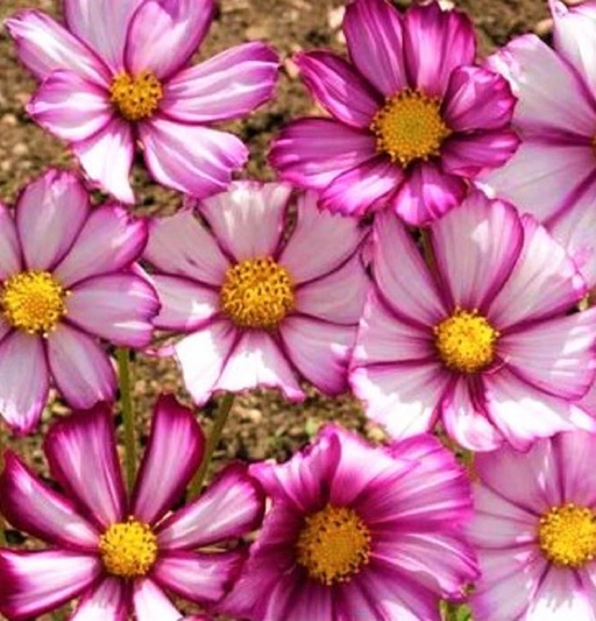 Cosmos Seeds - 80+ Picotee Flower Seeds - Bi-colored Pink & White - Cosmos bipinnatus - Easy to Grow Annual Garden Plant
