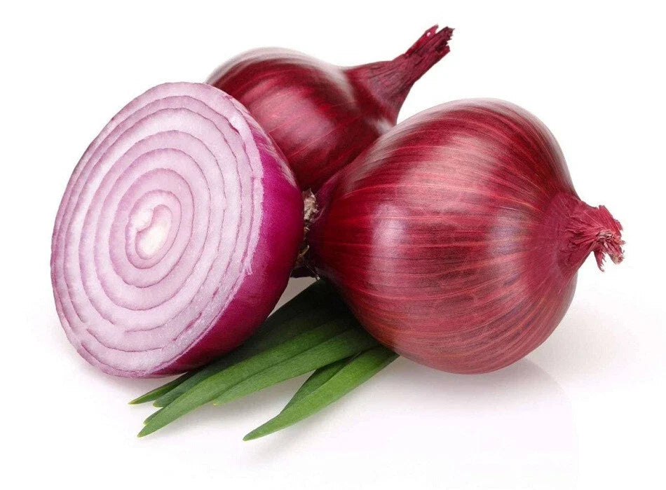 Bermuda Onion Seeds 500+ Pack - Heirloom Allium cepa - Non-GMO for Home Gardens - USA