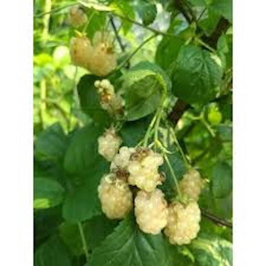 10 Bare Root Snowbank Blackberry Plants - Unique White Berries, Edible Fruit, Rubus spp., Thorny Variety, Zones 5-9