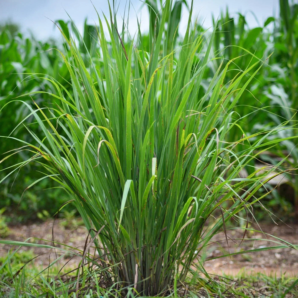 Set of 10 Edible Lemongrass Rooted Plants, Easy Grow Herb, Cymbopogon citratus - Ships Without Pot