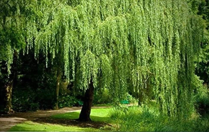 Dwarf Weeping Willow Cutting - Salix babylonica 'Crispa' - Ideal for Garden Decor and Landscaping