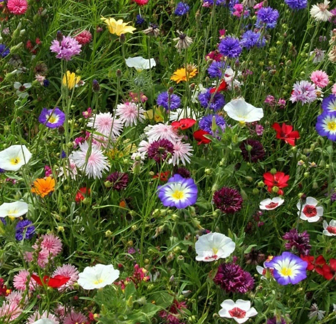 Butterfly Wildflower Seeds - 300 Count - Native Pollinator Mix - Various Species - Non-GMO, Eco-Friendly Gardening