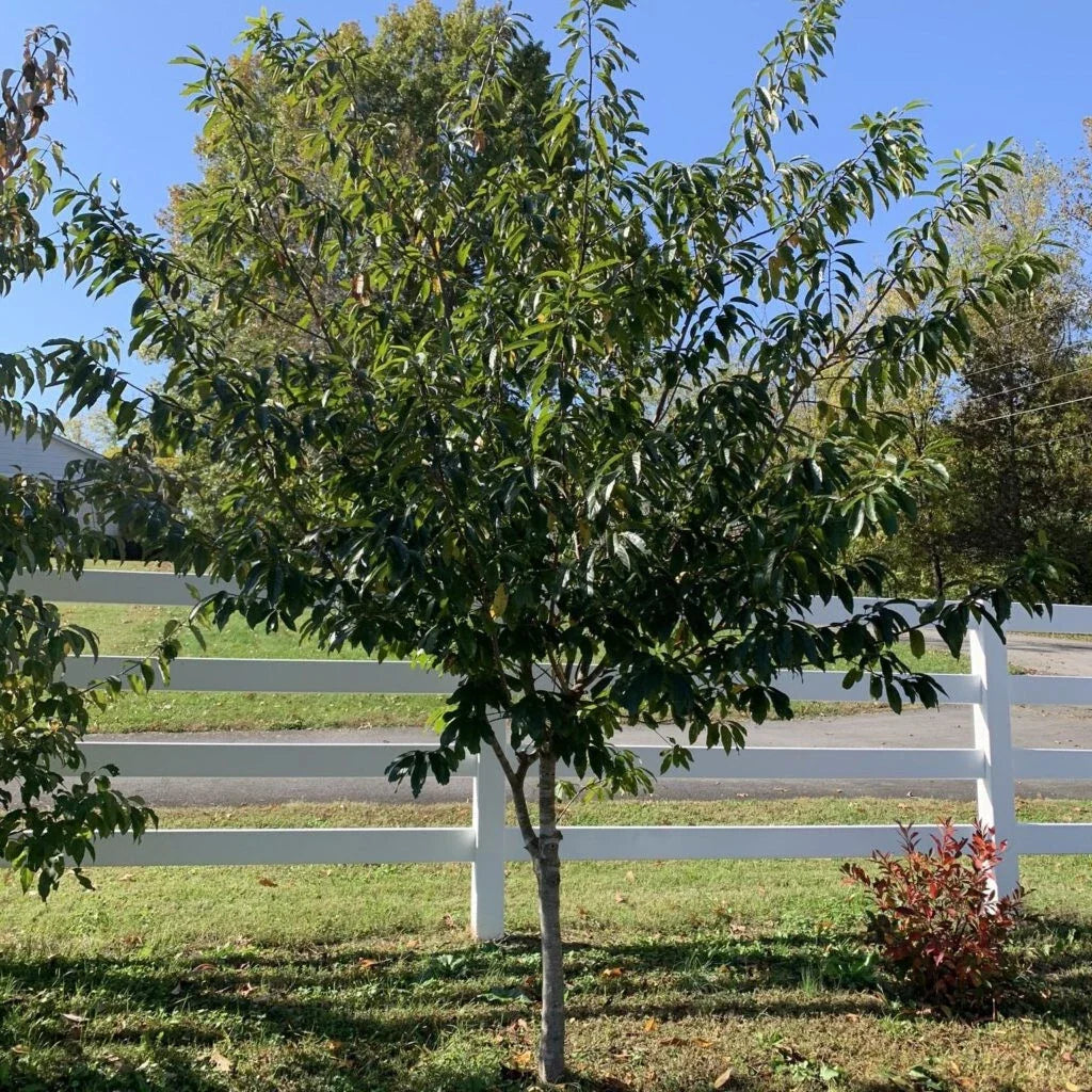 Carolina Buckthorn Live Plant 12-18" Bare Root Frangula caroliniana Deciduous Shrub for Wildlife Garden