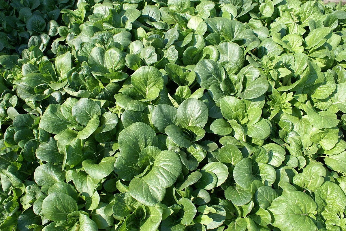 Tat Soi Seeds - 2000 Count - Organic Non-GMO Brassica rapa var. narinosa - Versatile Asian Green for Home Gardeners