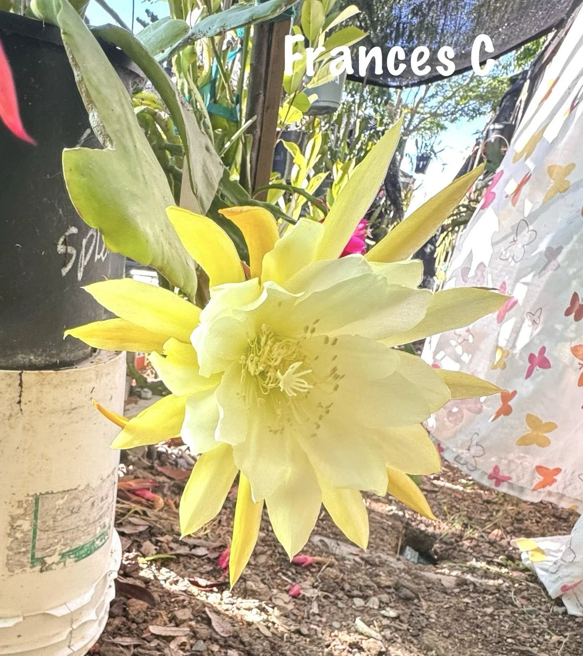 Epiphyllum Orchid Cactus Succulents - 2 Frances C Varieties - Unique Houseplants for Indoor Gardening - Epiphyllum spp.