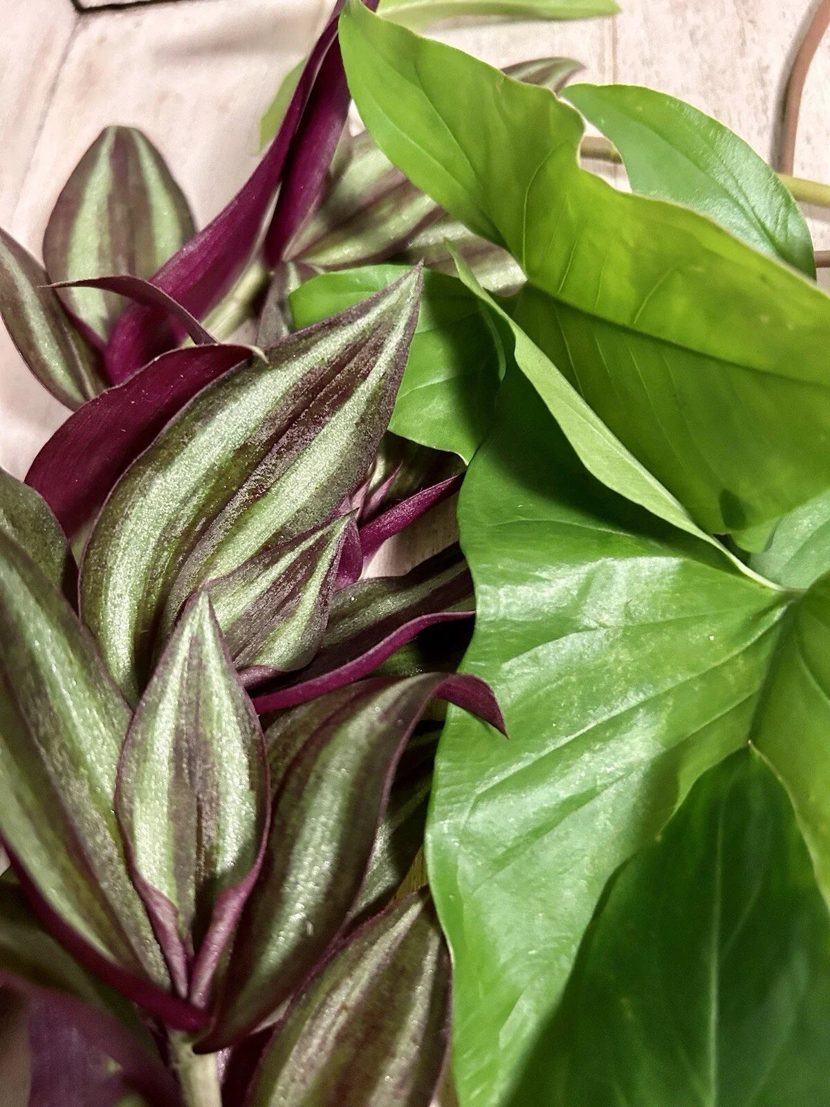 10 Rooted Plant Cuttings - Wandering Jew & Arrowhead Vine - Tradescantia Zebrina & Syngonium Podophyllum - Indoor Gardening
