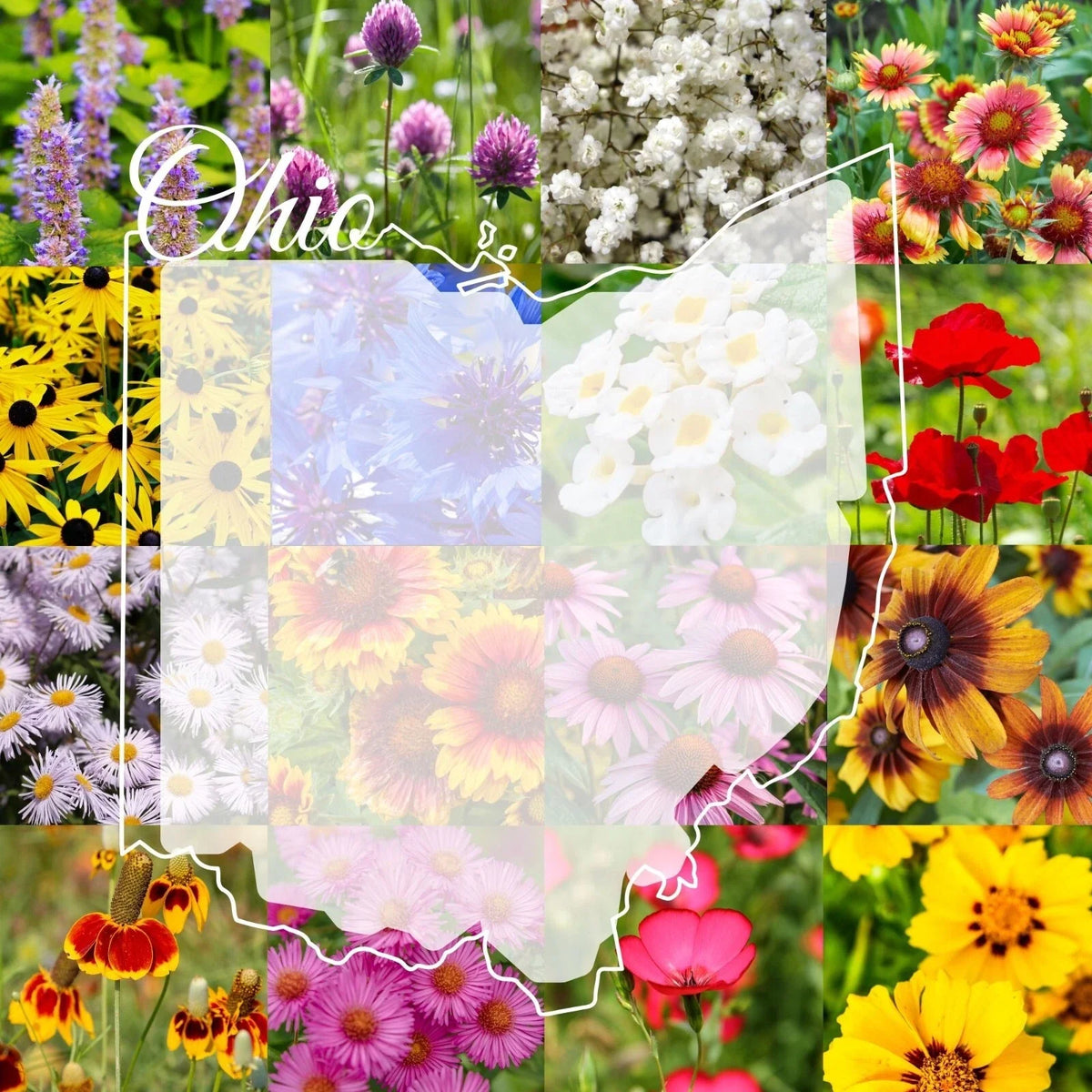 Ohio Wildflower Seed Mix 1/2LB - Colorful Native Blooms for Gardens - Various Species, Covers 1,000 sq ft, Non-GMO