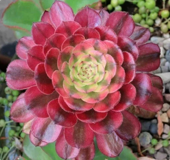 Live Succulent 6" Bare Root Aeonium 'Mardi Gras' Variegated Indoor Plant - Unique Drought-Tolerant Succulent