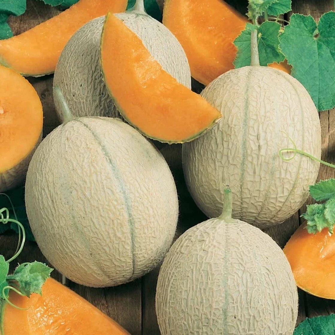 Hearts Of Gold Cantaloupe Seeds - 25+ Heirloom Non-GMO Organic Seeds - Cucumis melo - Sweet Juicy Melon for Home Garden