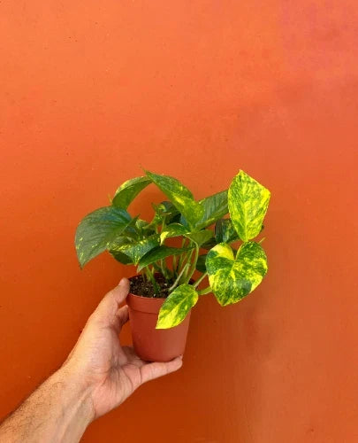 Hawaiian Pothos Starter Plant 4" Pot | Live Devil's Ivy Vine | Epipremnum aureum | Well Rooted Indoor Plant