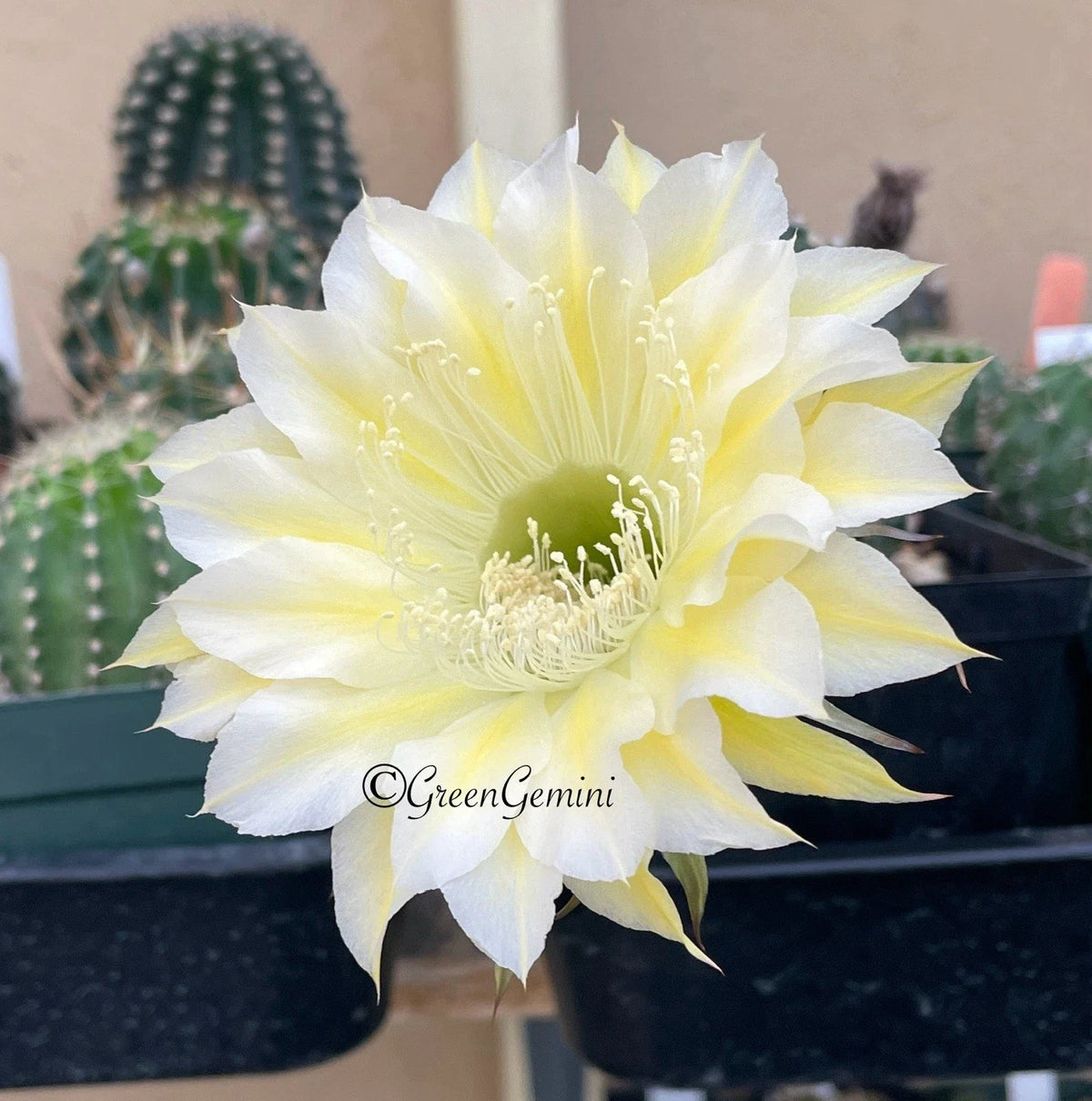 Echinopsis Bourne Lace Cactus Succulent Rooted Pups - Vibrant European Hybrids, Decorative Indoor Plants - Echinopsis hybrid