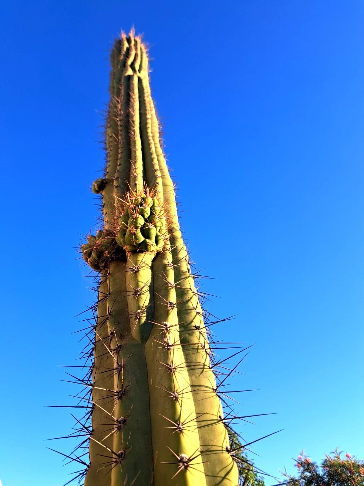 Cereus Werdemannianus Cactus 17" Indoor Plant - Unique Columnar Succulent in 4" Pot for Home Decor