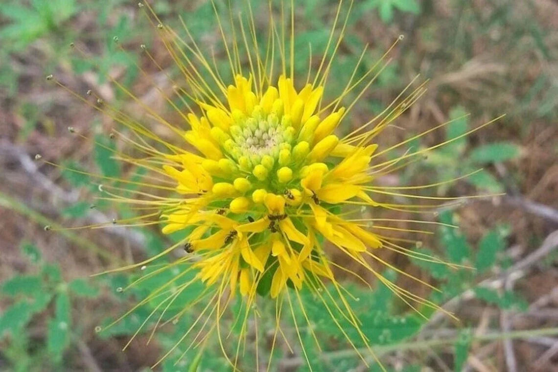 Golden Bee Spider Seeds - 100 Pack - Clome Spinosa Perennial - Attracts Pollinators - Easy to Grow