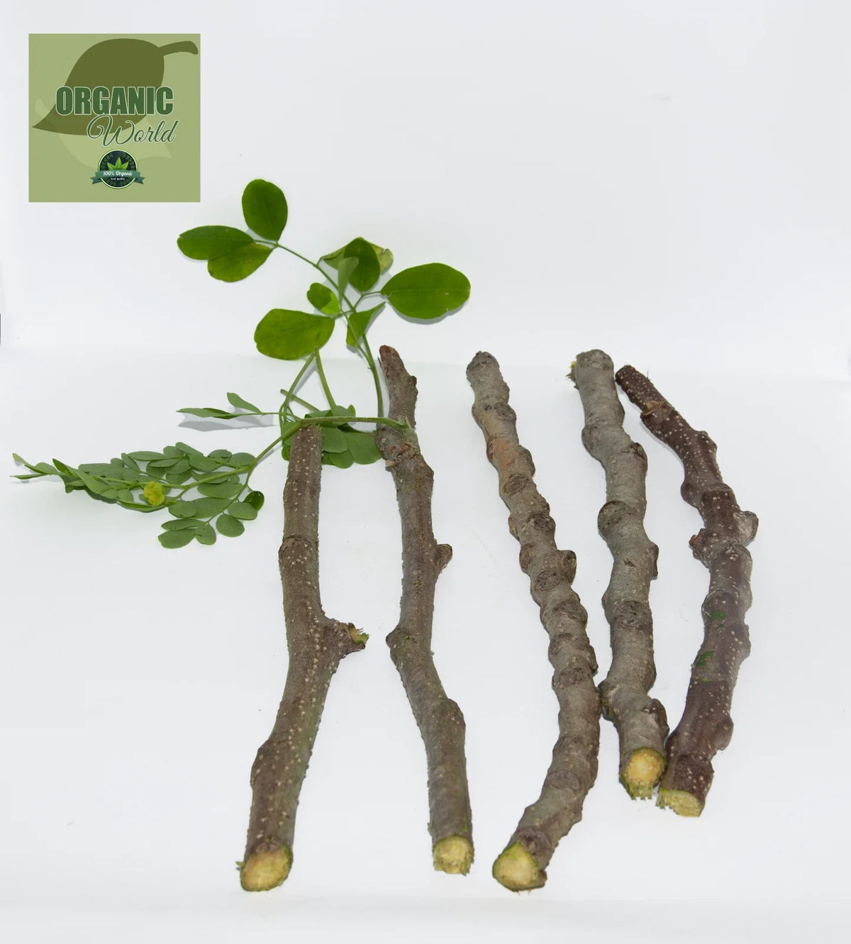 Organic Moringa Cuttings - 5 Pack - Moringa oleifera - Florida Grown - Nutrient-Dense Home Garden Plants