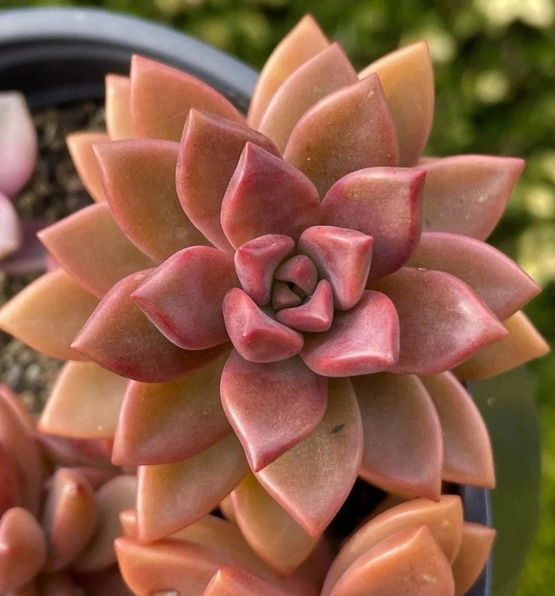 Graptosedum Alpenglow Bronze Succulent - 2-Inch Live Plant for Home Decor - Low Maintenance Indoor Plant - Graptosedum spp.