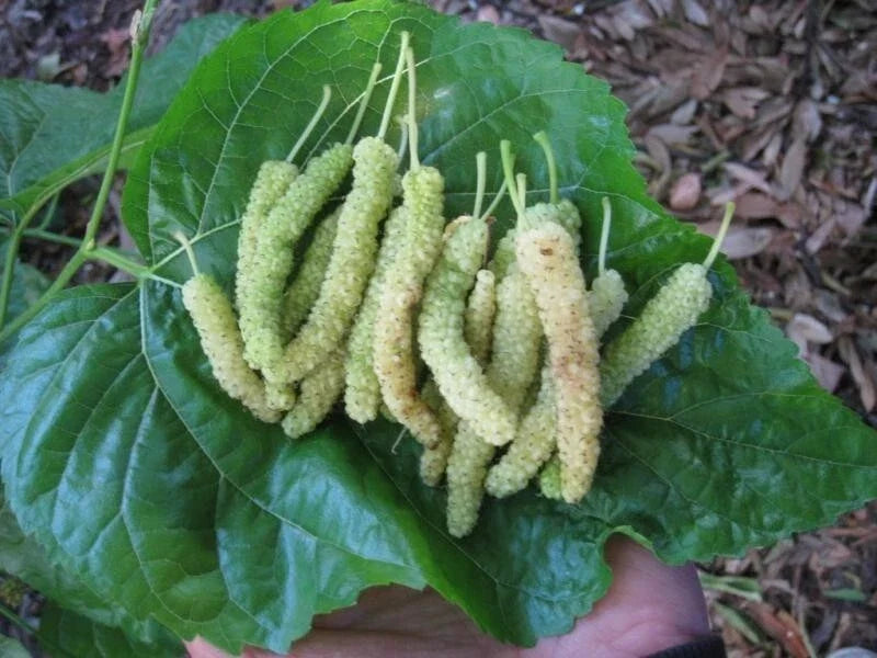 10x White Mulberry Cuttings | Organic Fresh Rooting & Grafting | Morus alba var. multicaulis | Deciduous Fruit Tree Cuttings