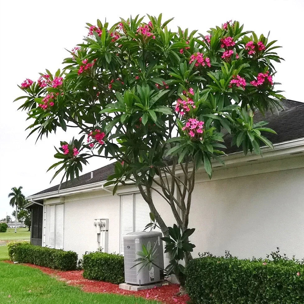 Mexican Red Plumeria Seeds - 5 Premium Seeds for Tropical Frangipani Flower (Plumeria rubra) - Exotic Garden Plant