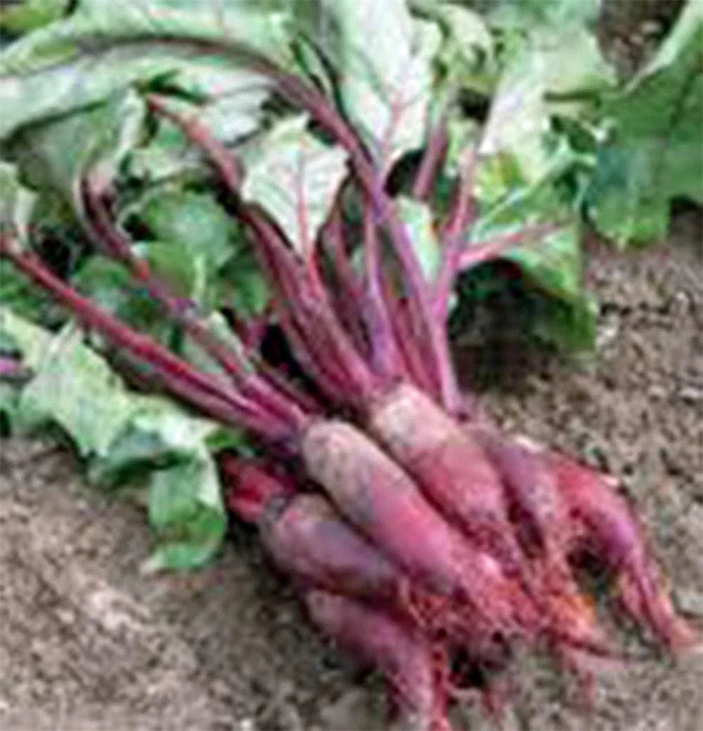 Cylindra Beet Seeds - 100 Non-GMO Heirloom Seeds - Organic Beta vulgaris - Unique Cylindrical Shape
