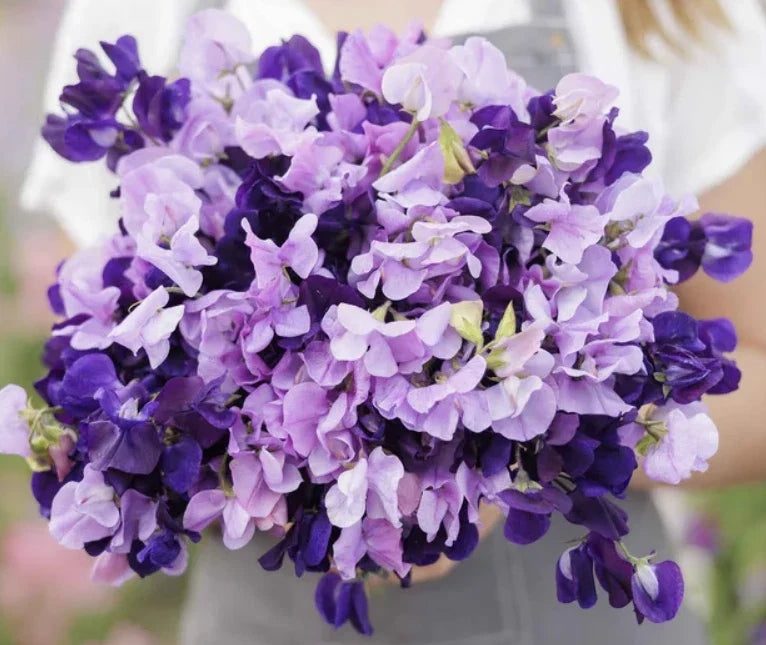 Sweet Pea Seeds - 15 Count - Purple Mix - Fragrant Climbing Vine - Non-GMO - Lathyrus odoratus