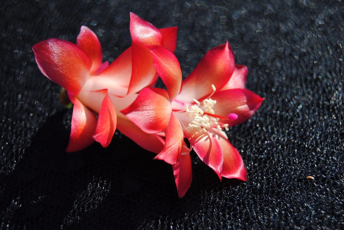 Christmas Cactus Starter Plant - Carmesim Brazil - Schlumbergera truncata - Colorful Indoor Blooming Plant