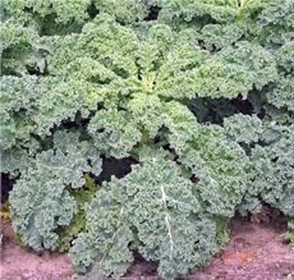 Dwarf Siberian Kale Seeds - Non-GMO Heirloom - 50+ Seeds - Brassica oleracea var. sabellica - Healthy Greens for Home Gardening