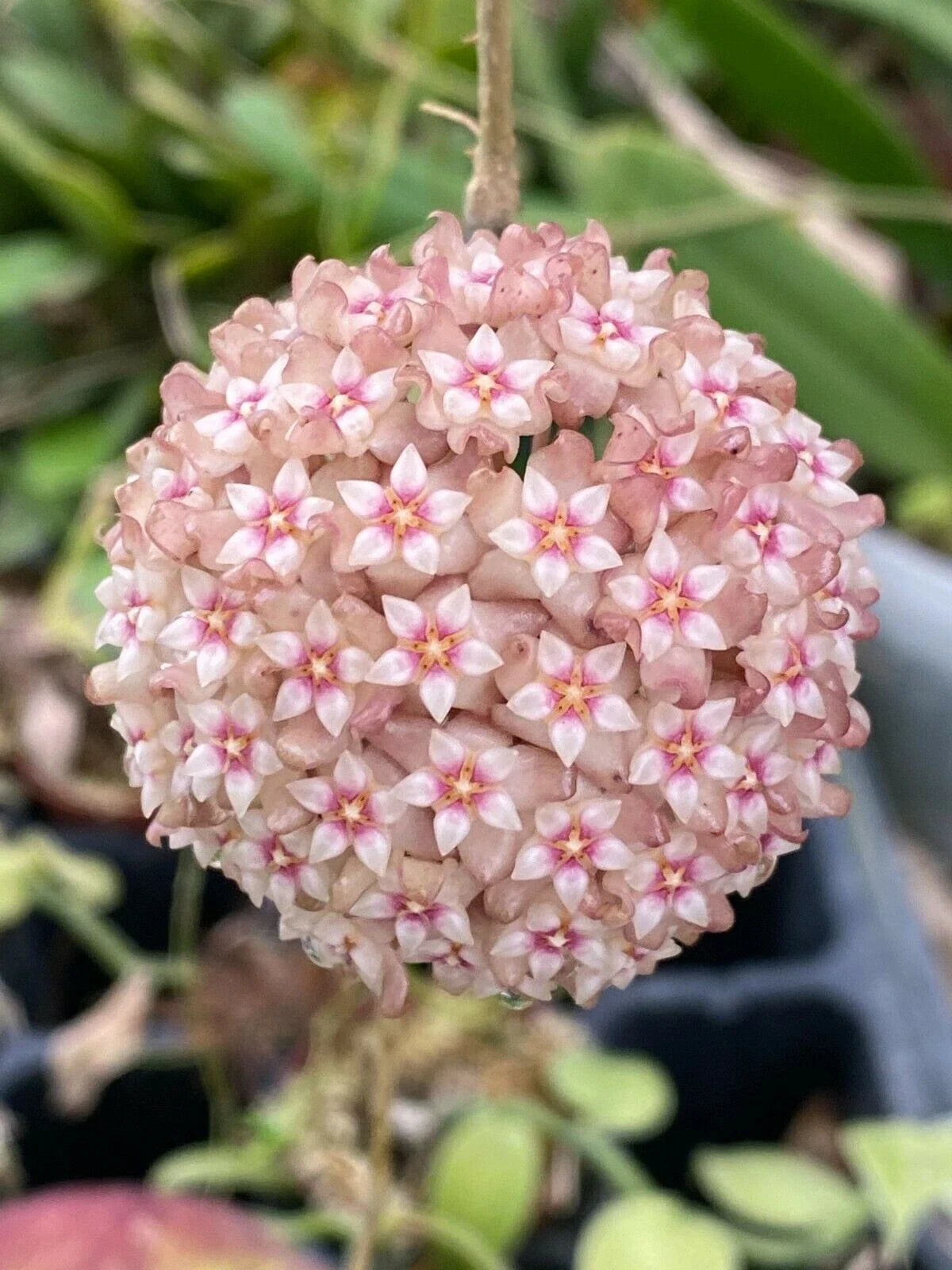 Hoya Parasitica 'Pink' Rooted Plant 2.5" Pot - Climbing Vine with Pink Blooms, Easy Care, Indoor Plant, Hoya parasitica