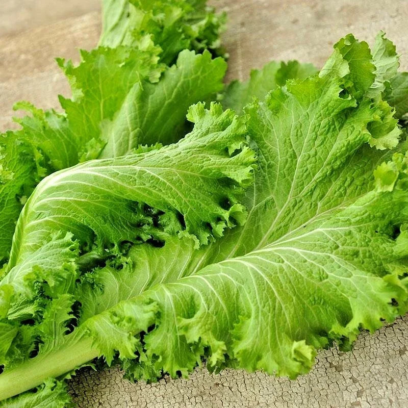 Giant Curled Mustard Seeds - Heirloom Vegetable Greens - Brassica juncea - Easy to Grow, Nutritious, Ideal for Gardens & Containers