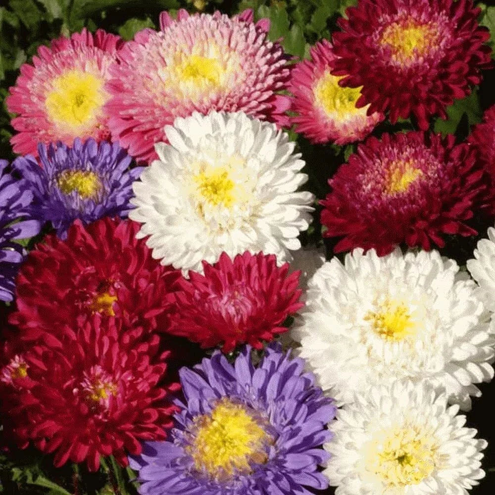 Aster Seeds - Powder Puff Mix, 100 Seeds, Colorful Annual Cut Flowers, Aster amellus