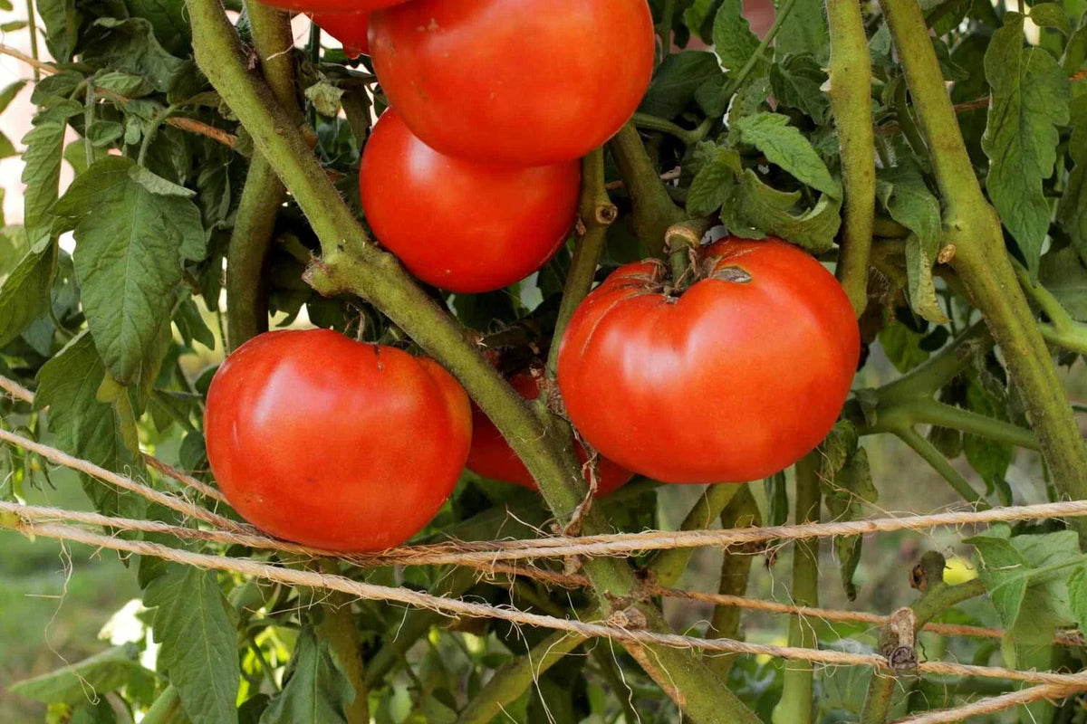 Beefsteak Tomato Live Starter Plants Set of 2 - Heirloom Variety, Juicy Red, Lycopersicum esculentum 'Beefsteak'