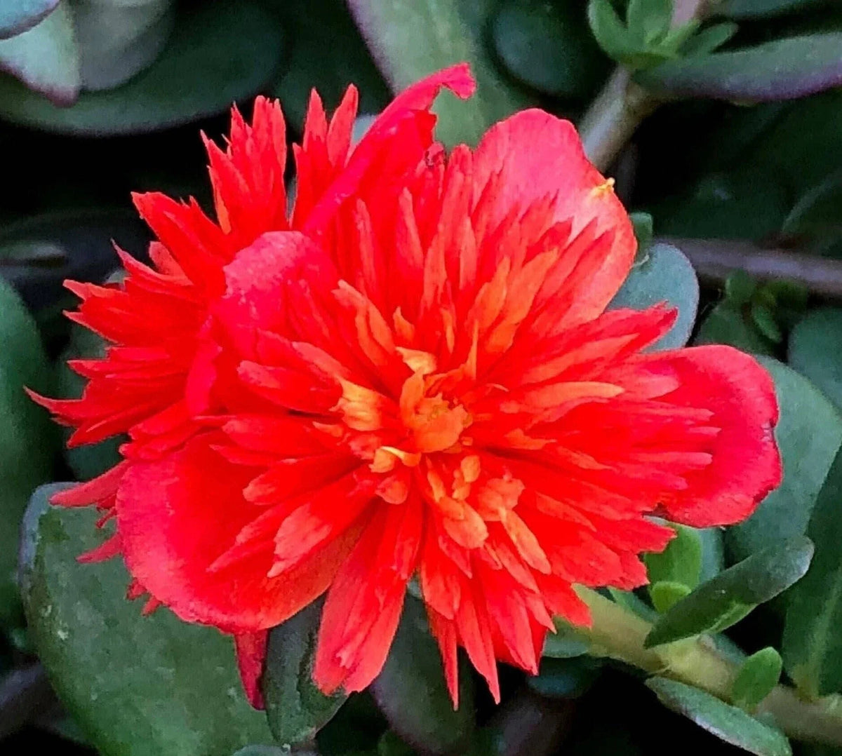 Double Scarlet Purslane Seeds - Vibrant Red Flowers - Portulaca Oleracea - Low Maintenance, Drought-Tolerant Gardening