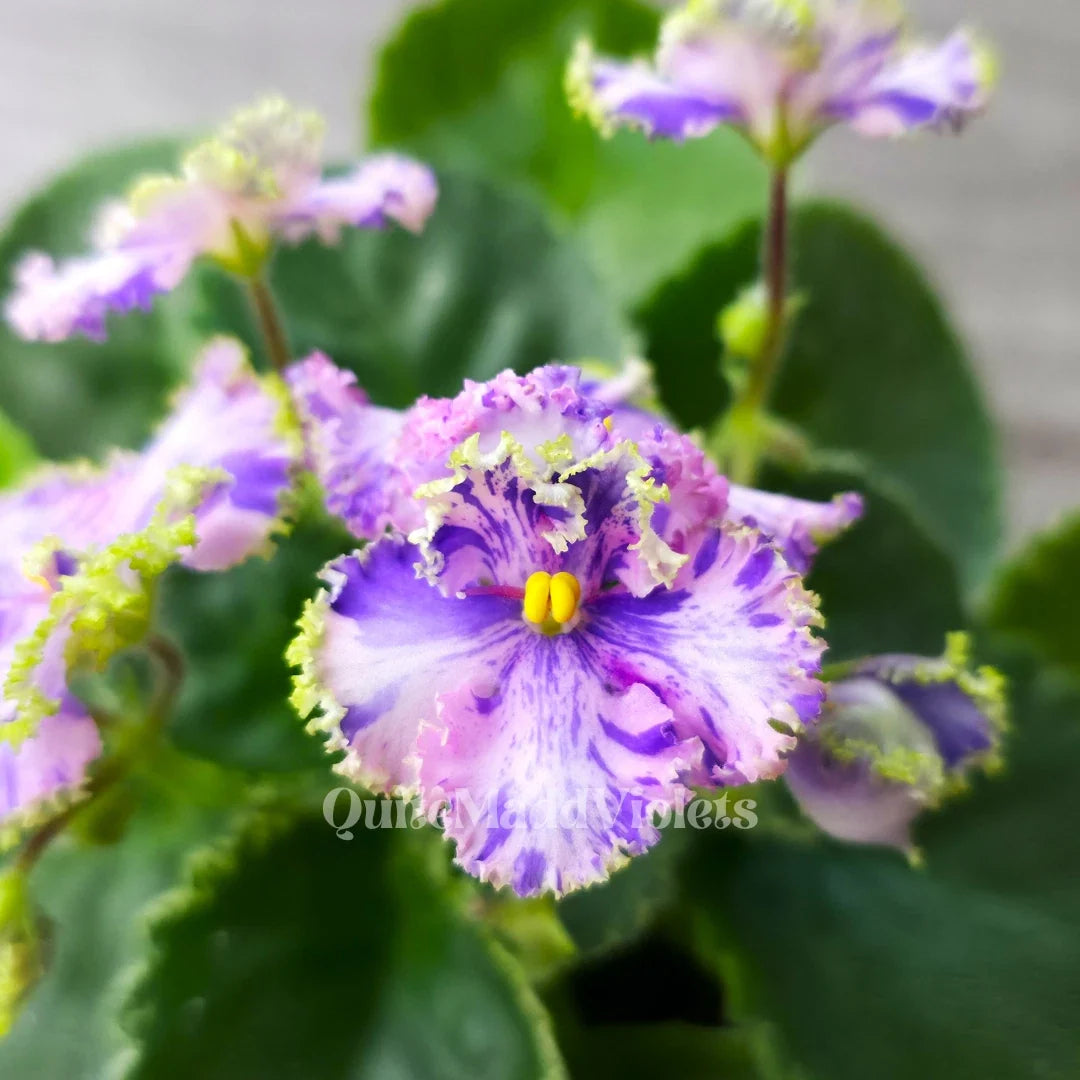 Fresh Cut Leaf - African Violet 'AV-Soap Bubbles' - Saintpaulia - Ideal for Propagation and Gardening