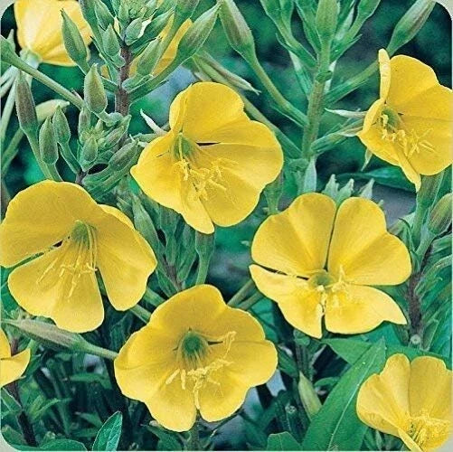 Yellow Common Evening Primrose Seeds - 2000+ Count - Oenothera biennis - Medicinal Herb - Night-Blooming Flower - USA