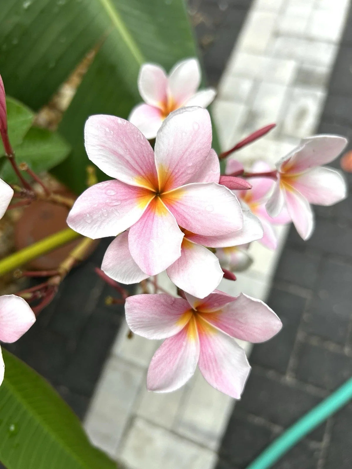 Light Pink Plumeria Rooted Cutting, Semi Dwarf, Plumeria rubra, 16+ Inch Plant for Garden or Home Decor