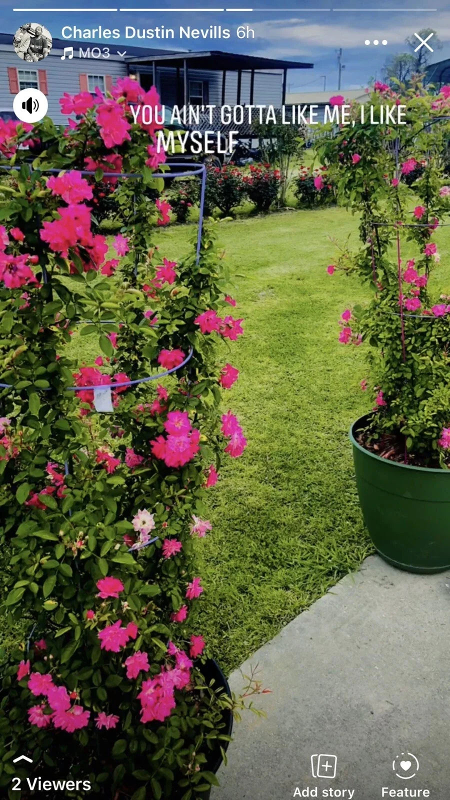 Peggy Martin Rose Cuttings - 10 Inch Climbing Rose - Rosa 'Peggy Martin' - Disease Resistant, Fragrant Pink Blooms - 6 Cuttings