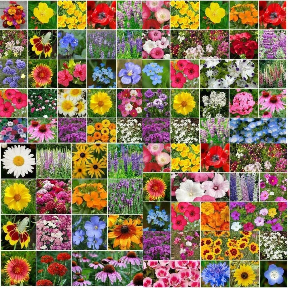 Wildflower Mix 5000 Seeds Bulk Non-GMO for Gardens Pollinators Various Species