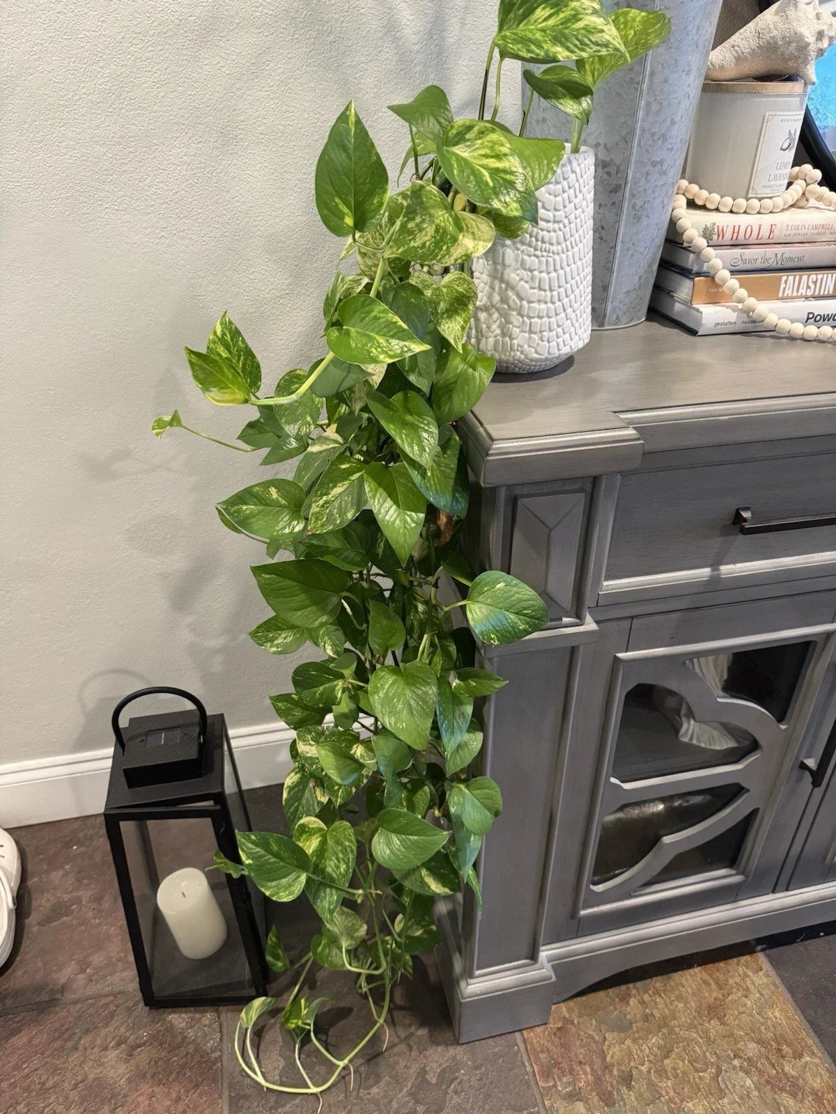 Golden Pothos Plant Rooted Cuttings 3"-6" "Devil's Ivy" Epipremnum aureum for Indoor Outdoor Decor