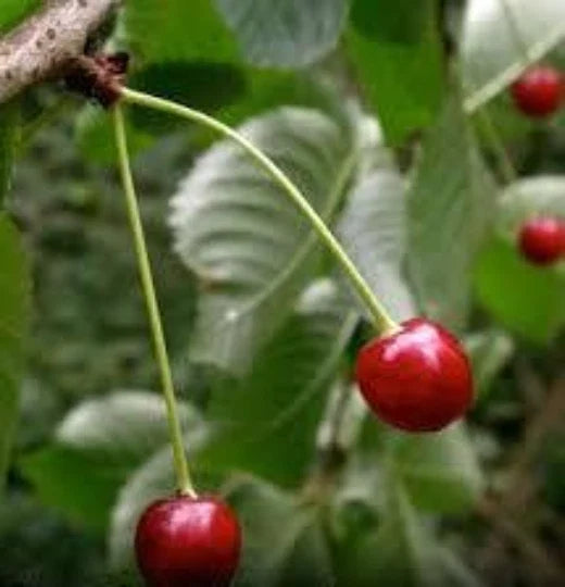 Black Cherry Tree Seeds, 10 Seeds, Organic Sweet Fruit, Prunus serotina, Ideal for Home Gardeners, USDA Zones 3-9