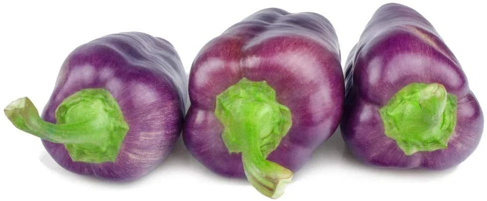 Purple Pepper Seeds - 100+ Seeds - Capsicum annuum - Edible Culinary Pepper for Cooking and Seasoning