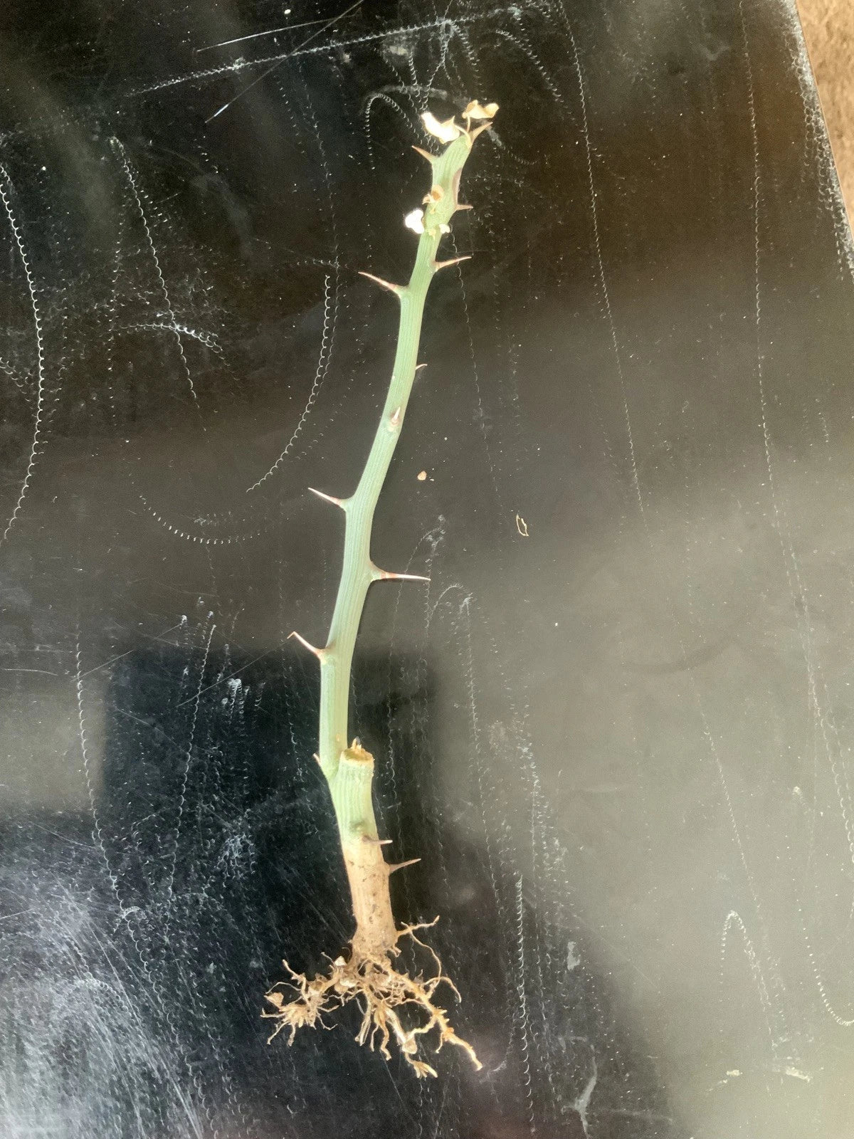 Bromeliad Offset Plant - Aechmea KA'U Hawaiian Hybrid - Colorful Bright Pink & Yellow Foliage