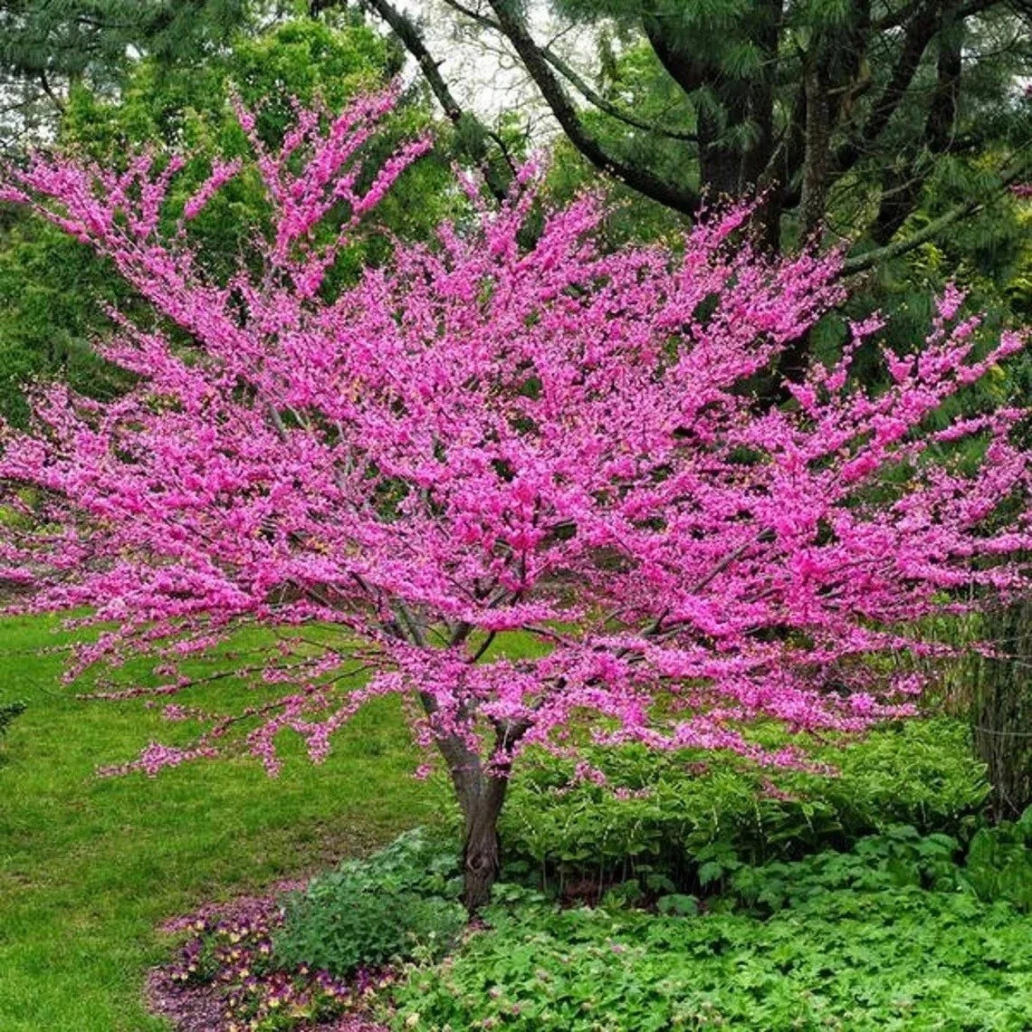 Live Eastern Redbud Tree 4" Well Rooted - Vibrant Pink Flowers, Cercis canadensis, 1-2 Years Old, Ideal for Gardens