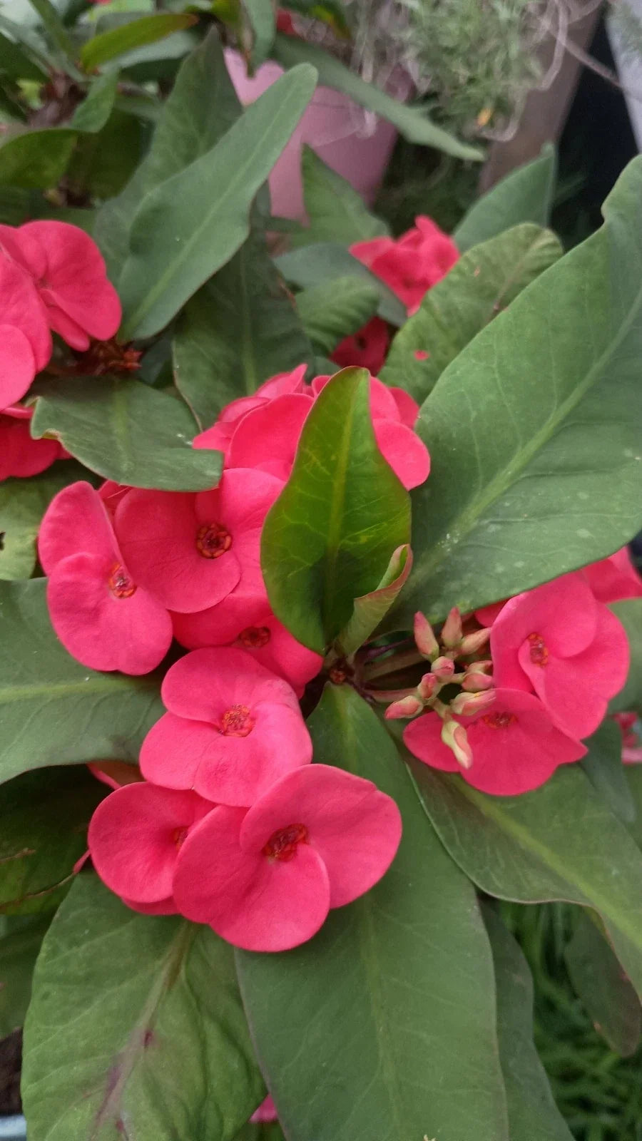 Crown of Thorns Cutting 1 Count - Hot Pink Euphorbia milii - Drought-Tolerant Indoor/Outdoor Plant