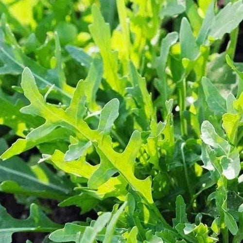 Roquette Arugula Seeds | Organic Heirloom | Non-GMO Salad Greens | Eruca sativa