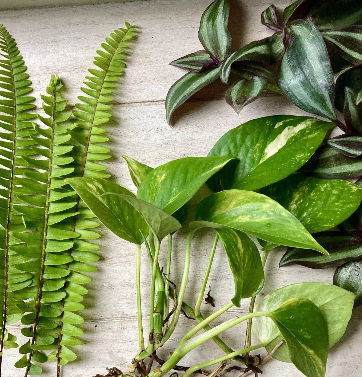 Rooted Plant Cuttings Variety Pack - 15 Assorted Houseplants for Propagation - Pothos, Ferns, Wandering Jew - Various